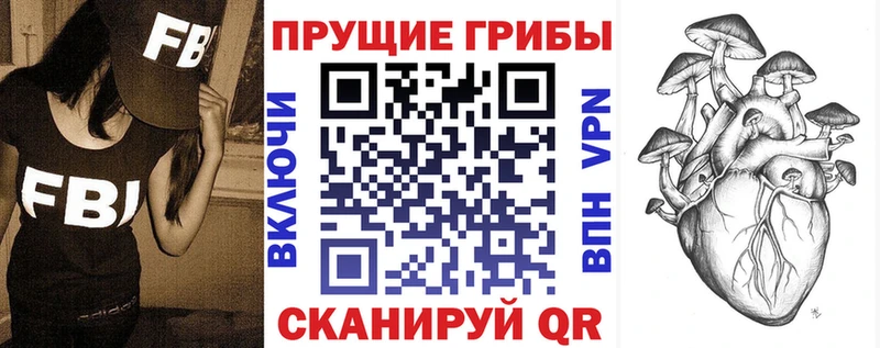 закладки  Ясный  Псилоцибиновые грибы Psilocybine cubensis 